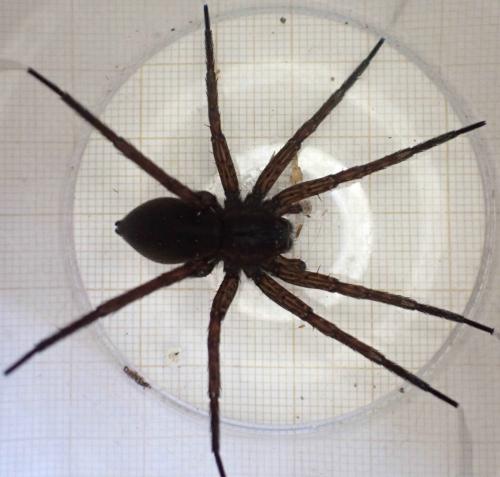 Réf. 258 557 : Dolomedes plantarius
